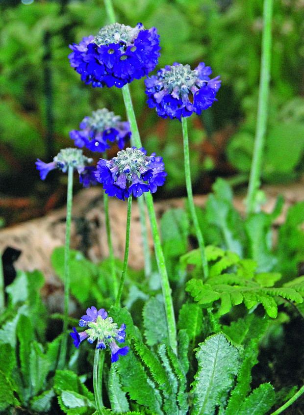 Pierwiosnek główkowaty ma ciemnoniebieskie parasolkowate kwiatostany