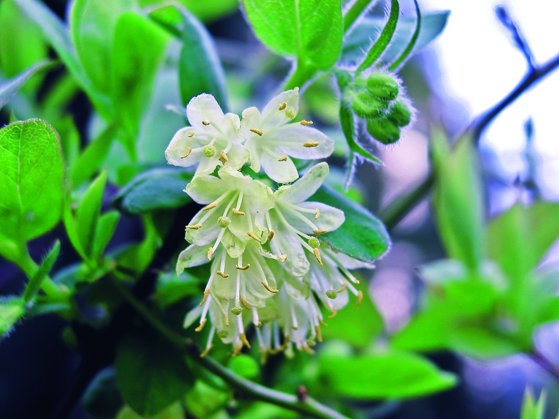 Pierwsze kwiaty pojawiają się już na początku kwietnia