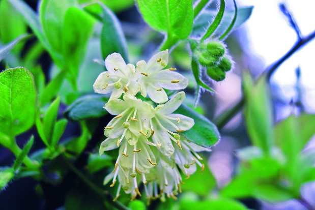 Pierwsze kwiaty pojawiają się już na początku kwietnia