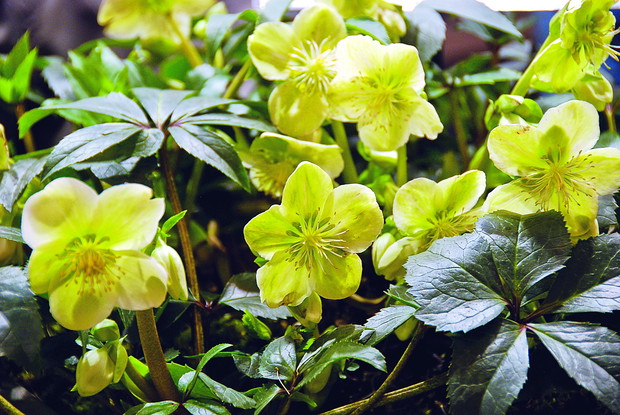 Po przekwitnięciu kwiaty ciemiernika są zielone