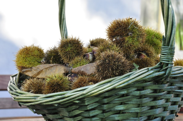 Pod kłującą osłonką kryją się zwykle dwa lub trzy nasiona. 