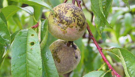Porażone owoce po pewnym czasie opadają