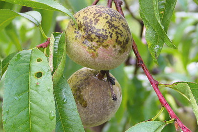 Porażone owoce po pewnym czasie opadają