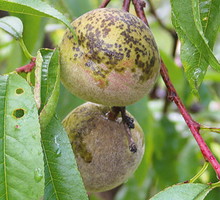 Porażone owoce po pewnym czasie opadają