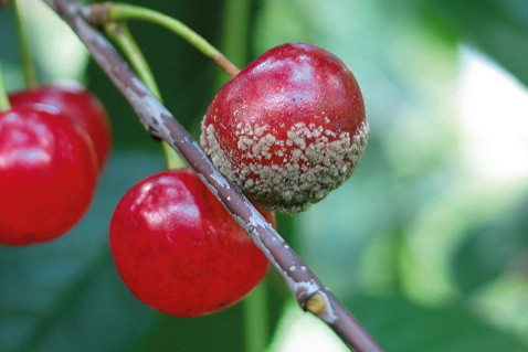 Porażone przez brunatną zgniliznę drzew pestkowych owoce wiśni