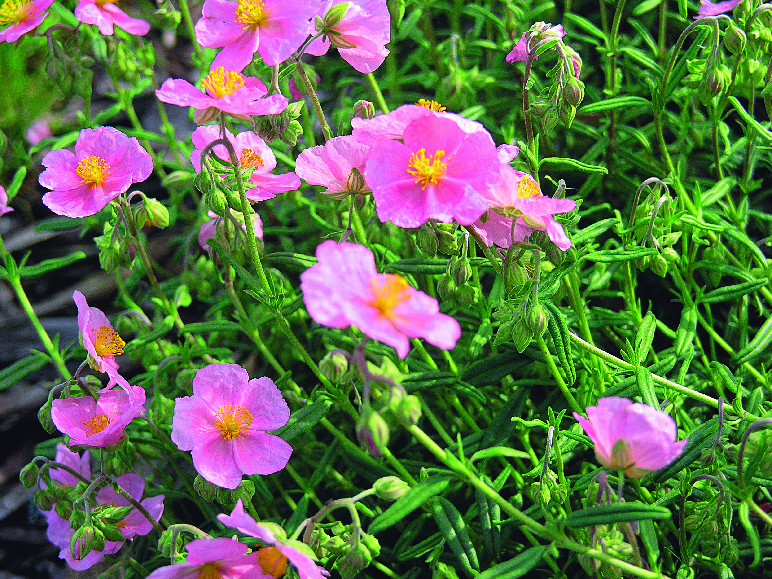 Posłonek ogrodowy ma wiele pięknych odmian. W przeważającej części dominują odmiany o pastelowych barwach