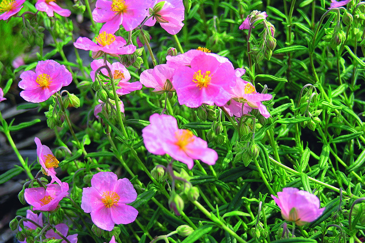 Posłonek ogrodowy ma wiele pięknych odmian. W przeważającej części dominują odmiany o pastelowych barwach