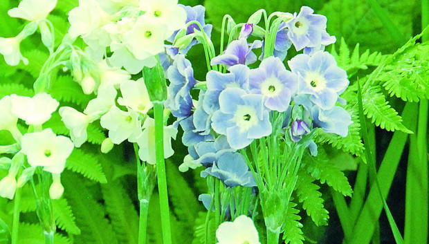 Primula alpicola bywa nazywany księżycowym pierwiosnkiem