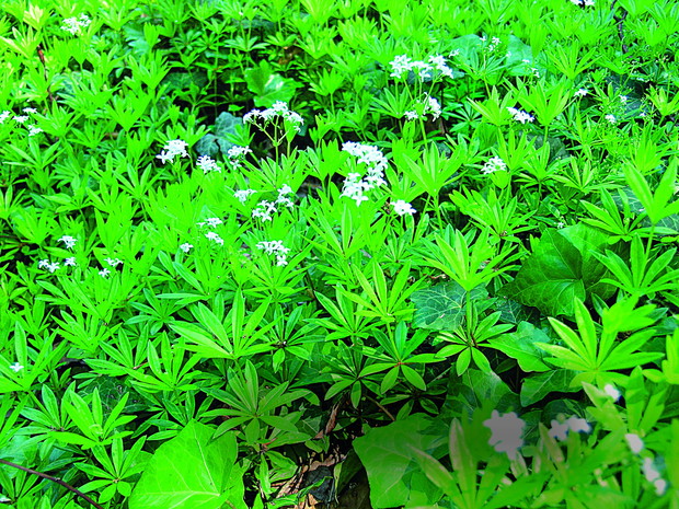 Przytulina wonna (rodzimy gatu­nek) jest bardzo dekoracyjna