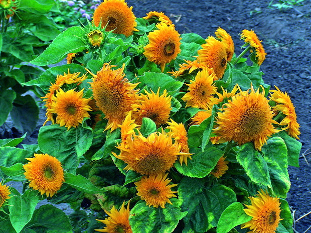 Puchate kwiatostany. Odmiany o pełnych koszyczkach to jedne z najoryginalniejszych form słonecznika