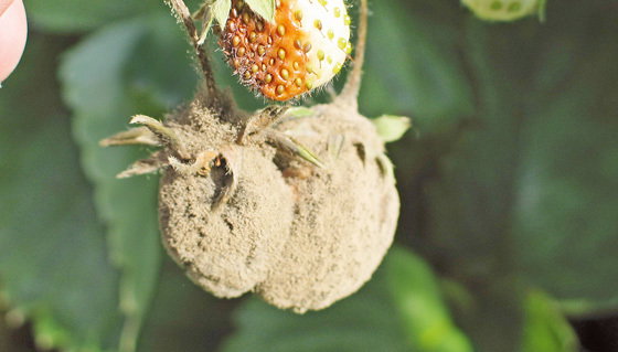 Puszysty szary nalot na owocach oznacza atak szarej pleśni