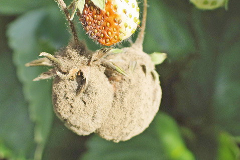 Puszysty szary nalot na owocach oznacza atak szarej pleśni