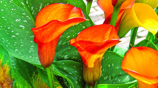 Reprezentacyjne rabaty to idealne miejsce dla kolorowych cantedeskii