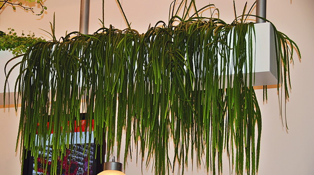 Rhipsalisto epifit, który rzadko kojarzony jest z kaktusami. Jego swobodnie zwisające wiotkie pędy są z reguły członowane