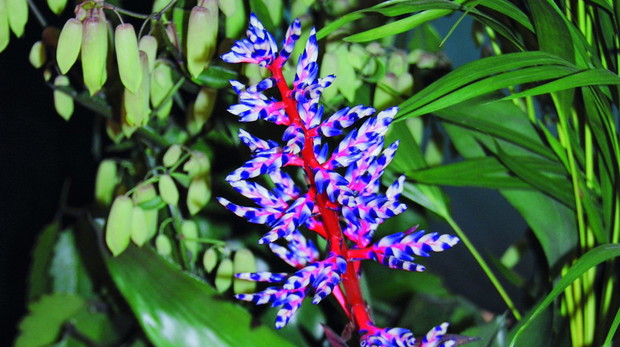 Rodzaj Achmea szczyci się jednym z najokazalszych kwiatostanów wśród bromelii uprawianych w mieszkaniach