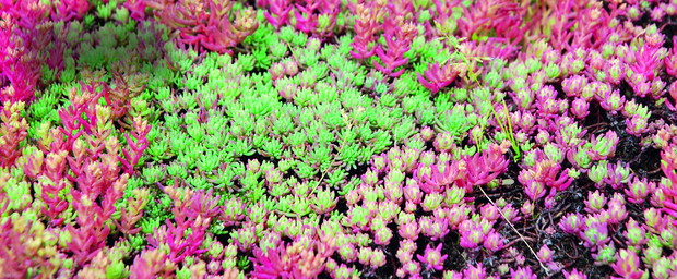 Rozchodnik brodawkowaty