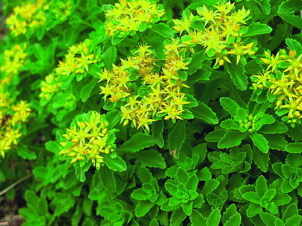 Rozchodnik gruby jest silnie rosnącym gatunkiem – jego pędy mogą osiągać długość nawet 80 cm