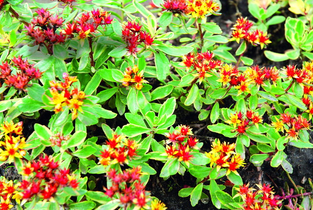 Rozchodnik kamczacki 'Variegatum'