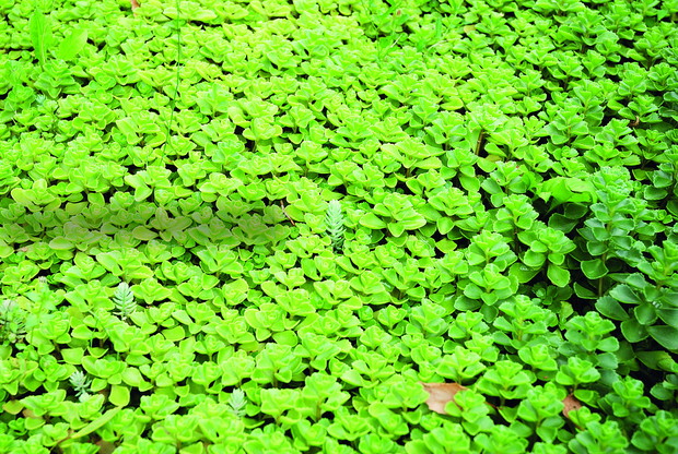 Rozchodnik kaukaski 'Roseum'