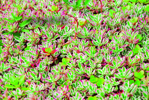 Rozchodnik kaukaski 'Tricolor'