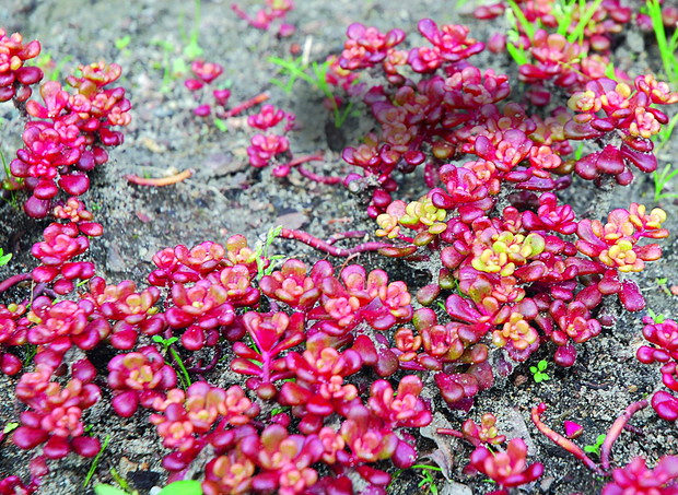 Rozchodnik łopatkowaty 'Cape Blanco'