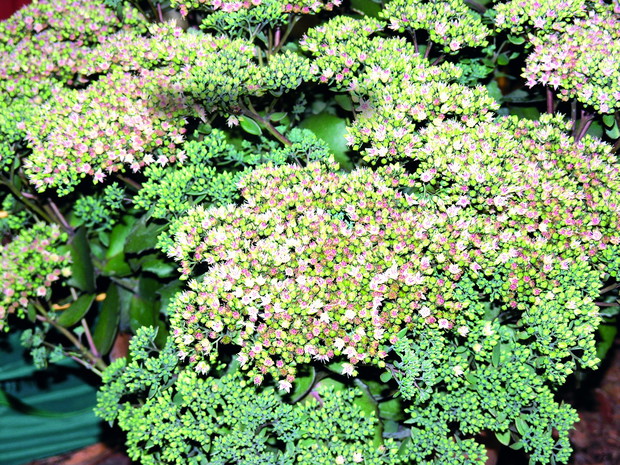 Rozchodnik 'Matrona'