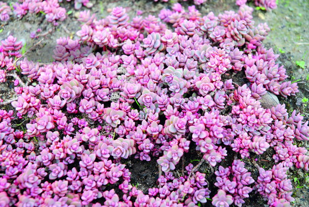 Rozchodnik niebieski 'Rosenteppich'