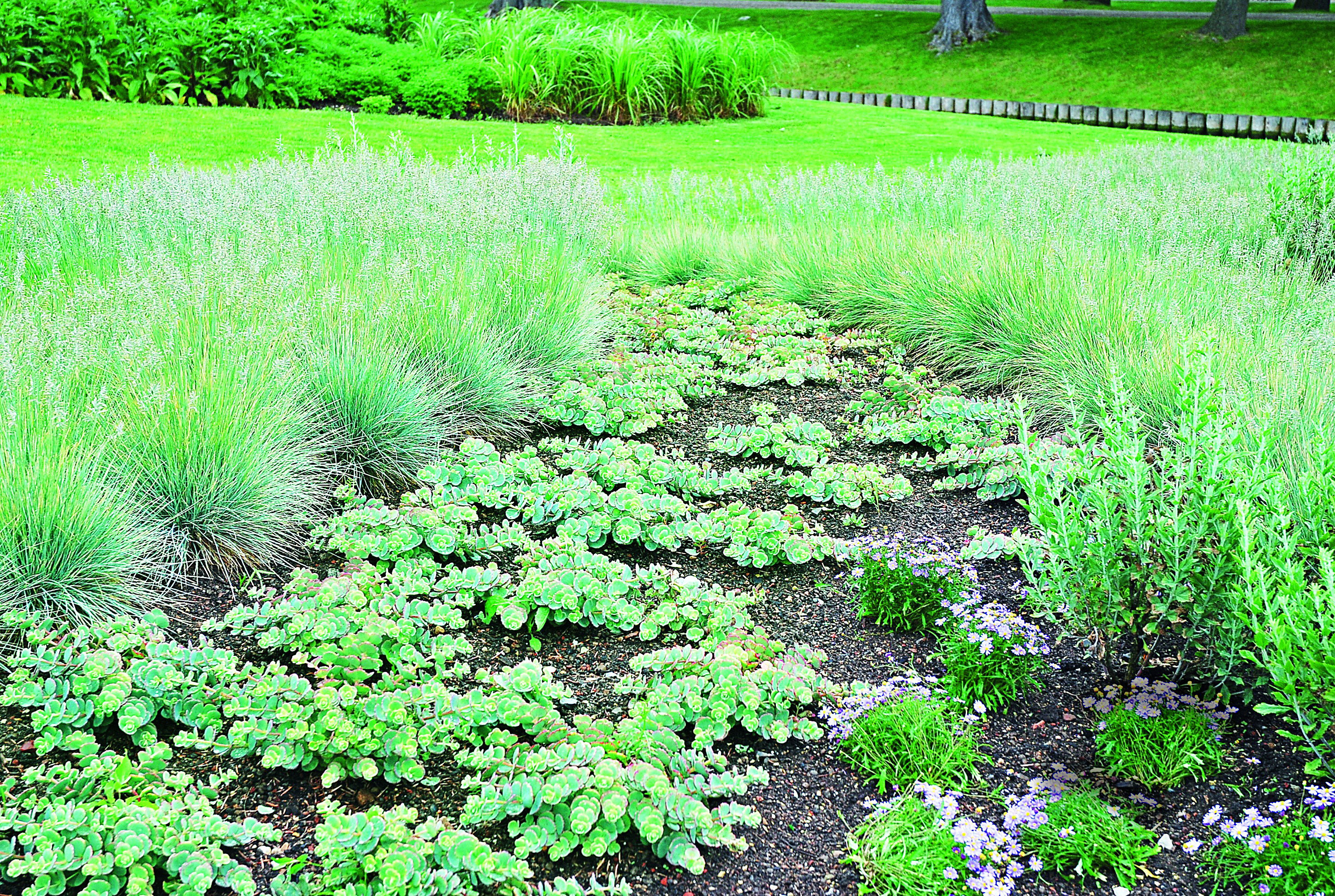 Rozchodniki siebolda tworzą szerokie kobierce nawet na jałowej i nieurodzajnej glebie