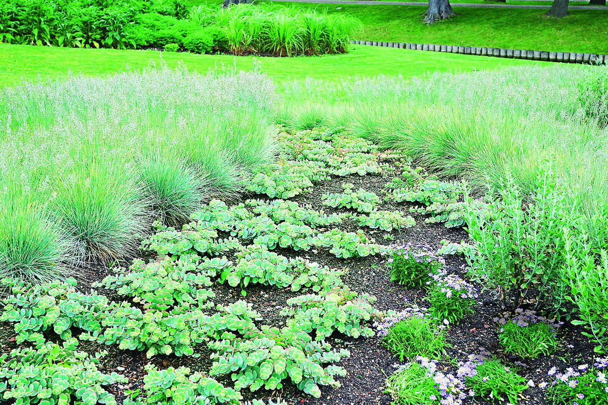 Rozchodniki siebolda tworzą szerokie kobierce nawet na jałowej i nieurodzajnej glebie