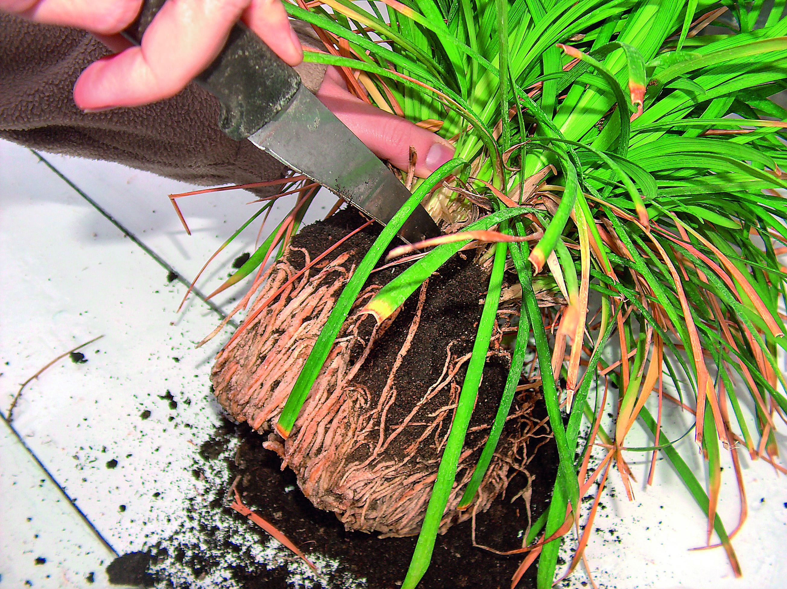 Rozmnażamy rośliny doniczkowe