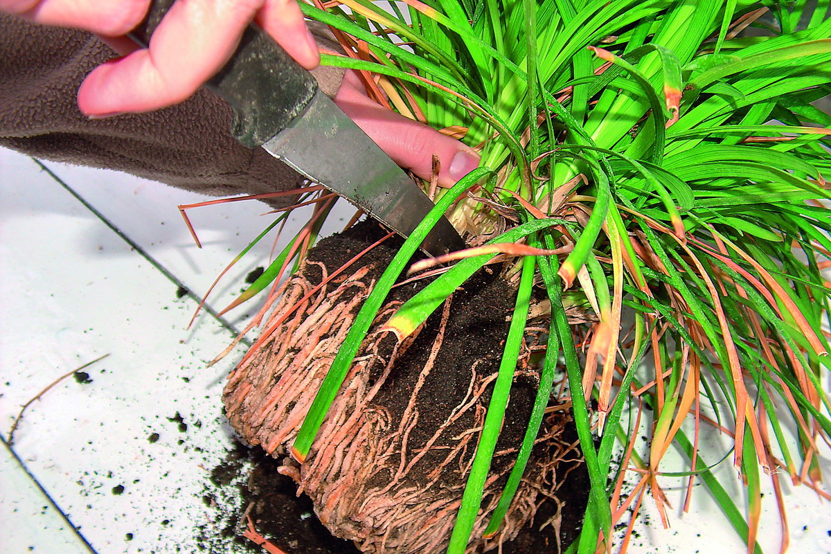 Rozmnażamy rośliny doniczkowe