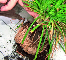 Rozmnażamy rośliny doniczkowe