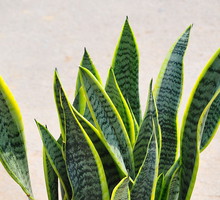 Rozmnażamy sansewierię