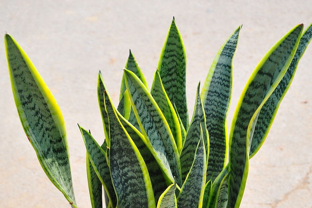 Rozmnażamy sansewierię