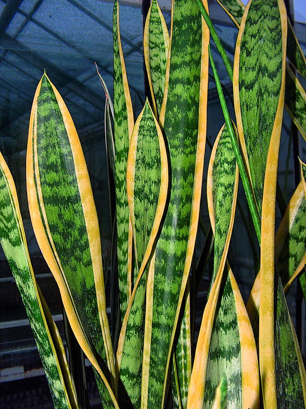 Rozmnażamy sansewierię