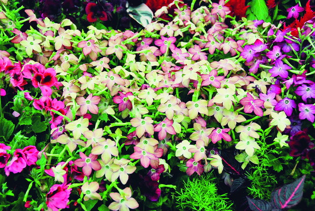 Różnobarwnie kwitnące odmiany tytoniu Sandera zachwycają obfitością kwitnienia. Ich pędy pokryte są krótkimi, lepkimi włoskami. 