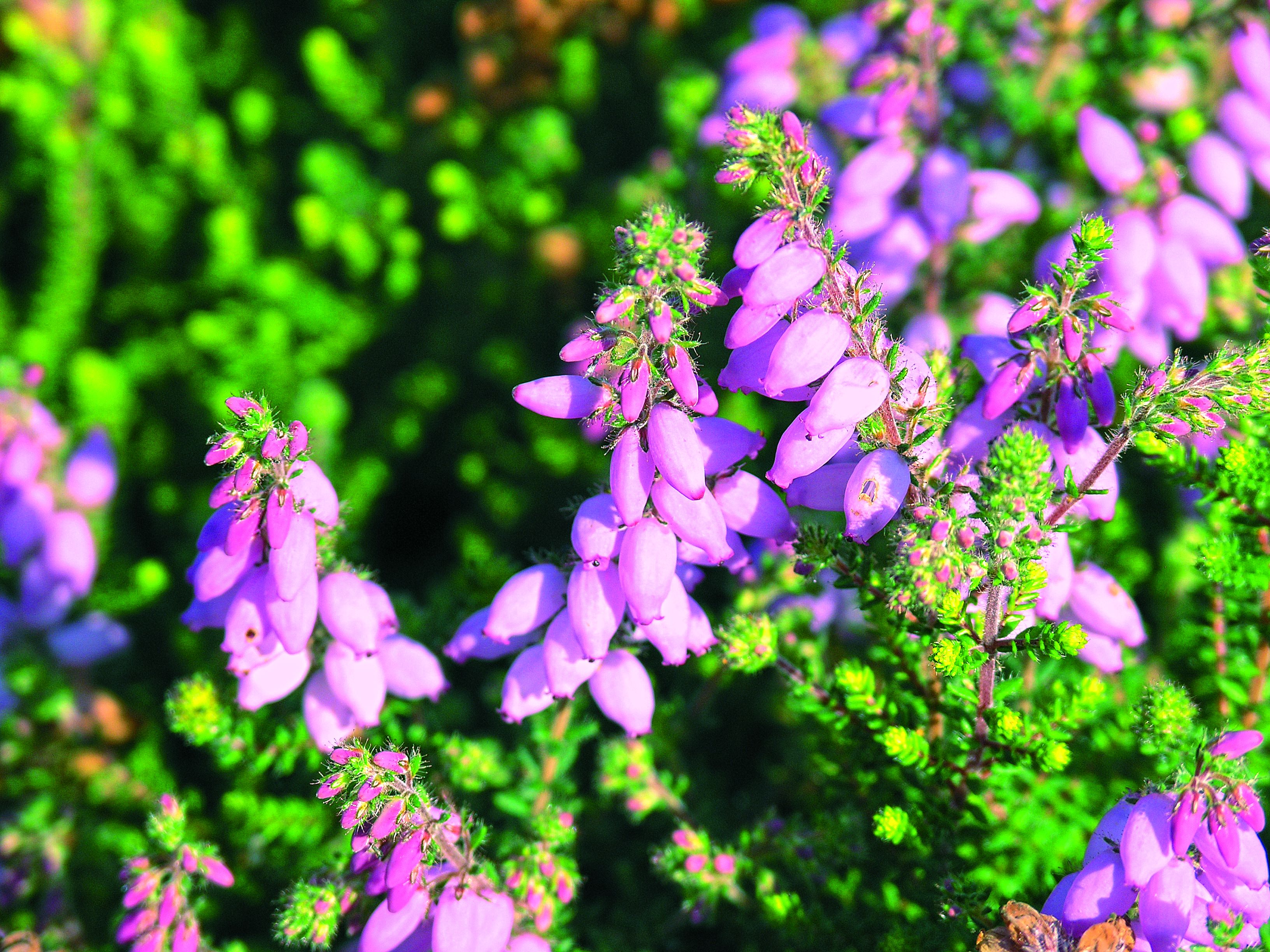 Różowe kwiaty wrzośca Watsona zdobią wrzosowisko od lipca do października