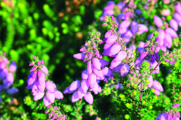 Różowe kwiaty wrzośca Watsona zdobią wrzosowisko od lipca do października