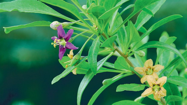 Różowo-fioletowe kwiaty kolcowoju, pojawiające się od czerwca do sierpnia, stanowią element dekoracyjny krzewu