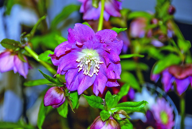 Różowo-purpurowe kwiaty ciemiernika