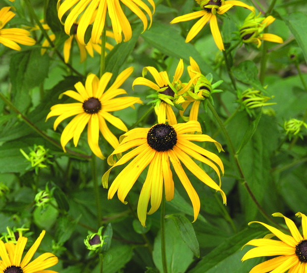 Rudbekia błyskotliwa nadaje się do uprawy nawet na suchych stanowiskach
