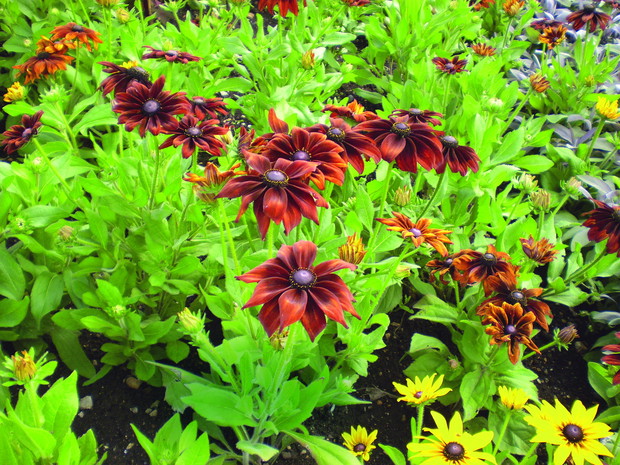 Rudbekia dwubarwna ma pędy i liście pokryte gęstym i szorstkim włosem