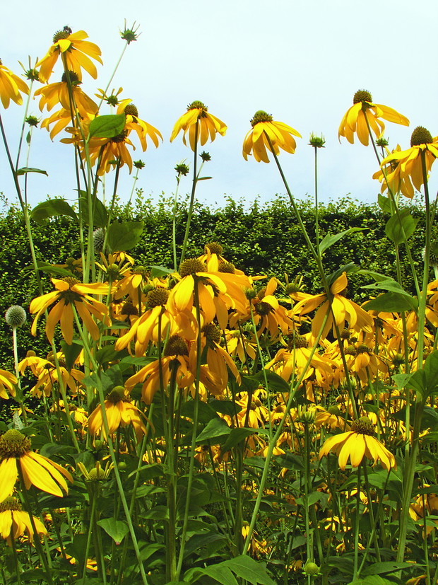Rudbekia lśniąca zawdzięcza swoją nazwę błyszczącym, skórzastym liściom