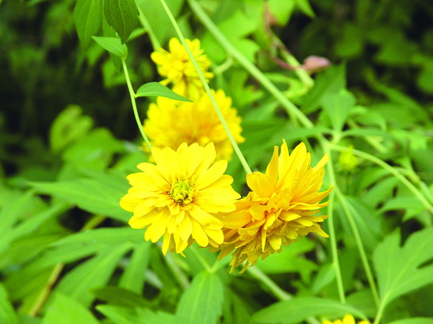 Rudbekia Naga rozrasta się dość intensywnie za pomocą rozłogów. Najbardziej znane jej odmiany to ‘Golden glow’ i ‘Goldquelle’