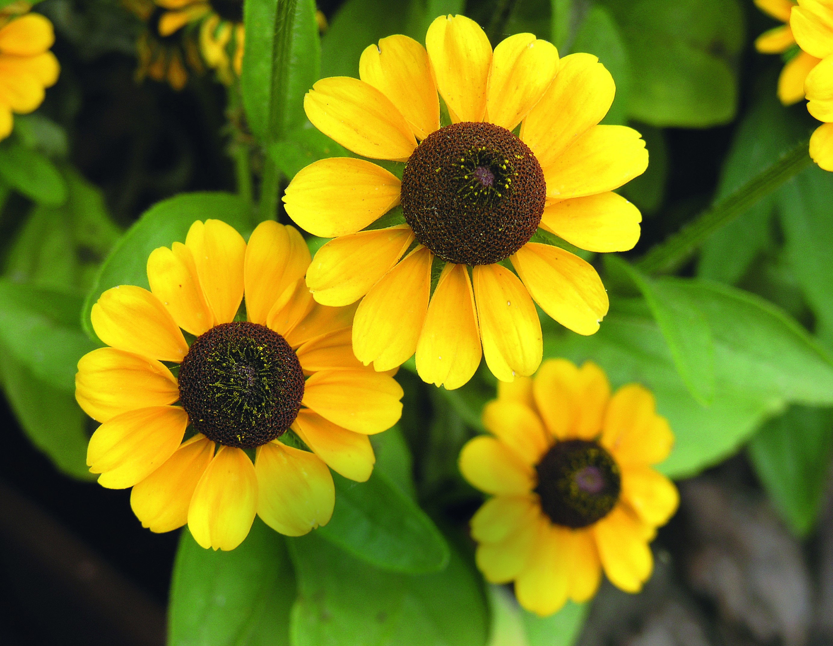 Rudbekia owłosiona odkrywa całe swoje piękno na słonecznych stanowiskach