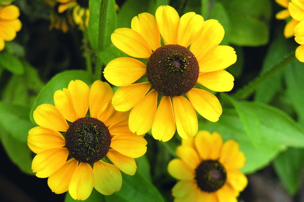 Rudbekia owłosiona odkrywa całe swoje piękno na słonecznych stanowiskach