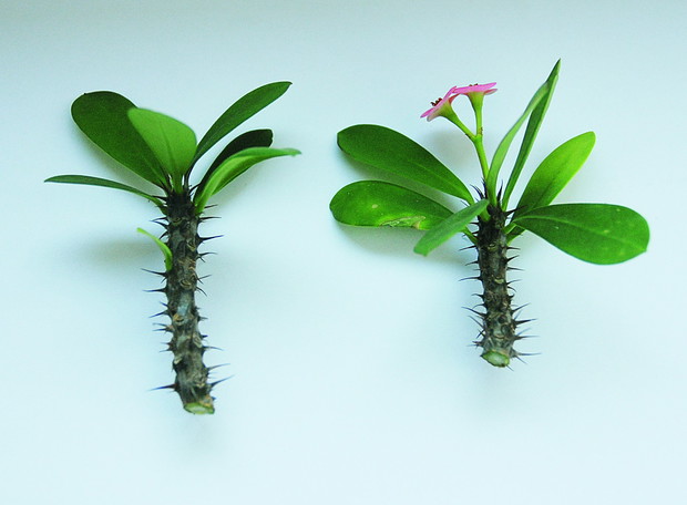 Sadzonki wilczomlecza powinno się przed ukorzenieniem podsuszać przez dobę