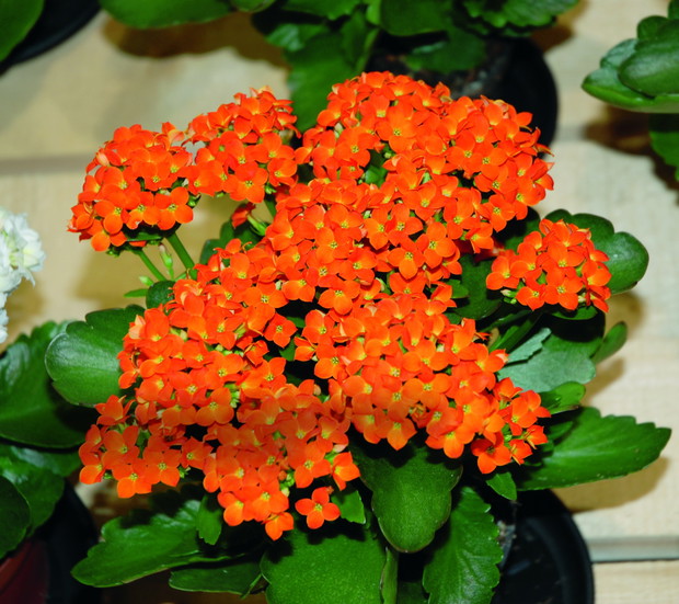 ‘Sarah’ wyróżnia się pomarańczowo-czerwonymi kwiatami