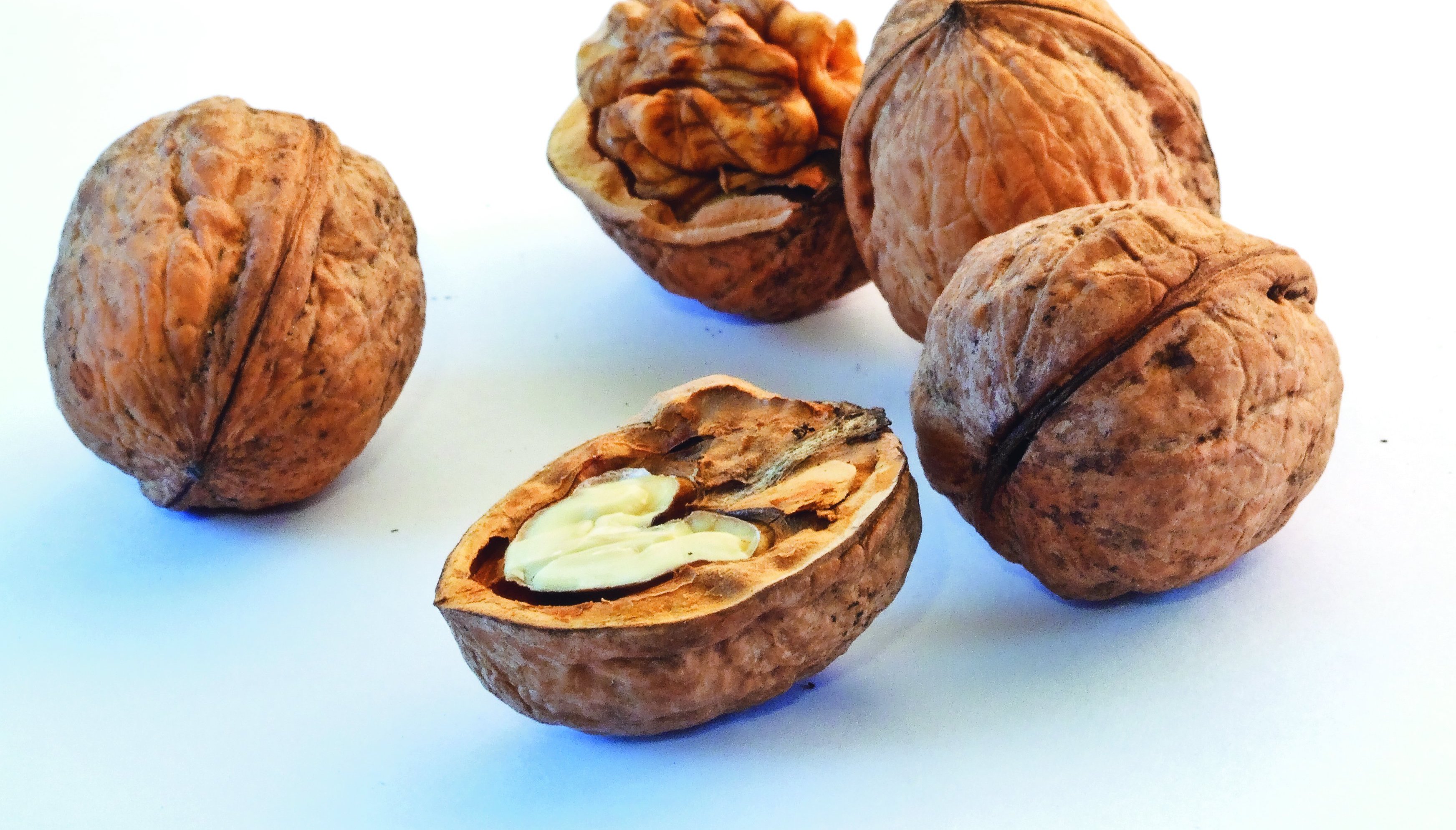 Smaczne orzechy zawierają wiele cennych witamin, a ponadto znaczne ilości soli mineralnych