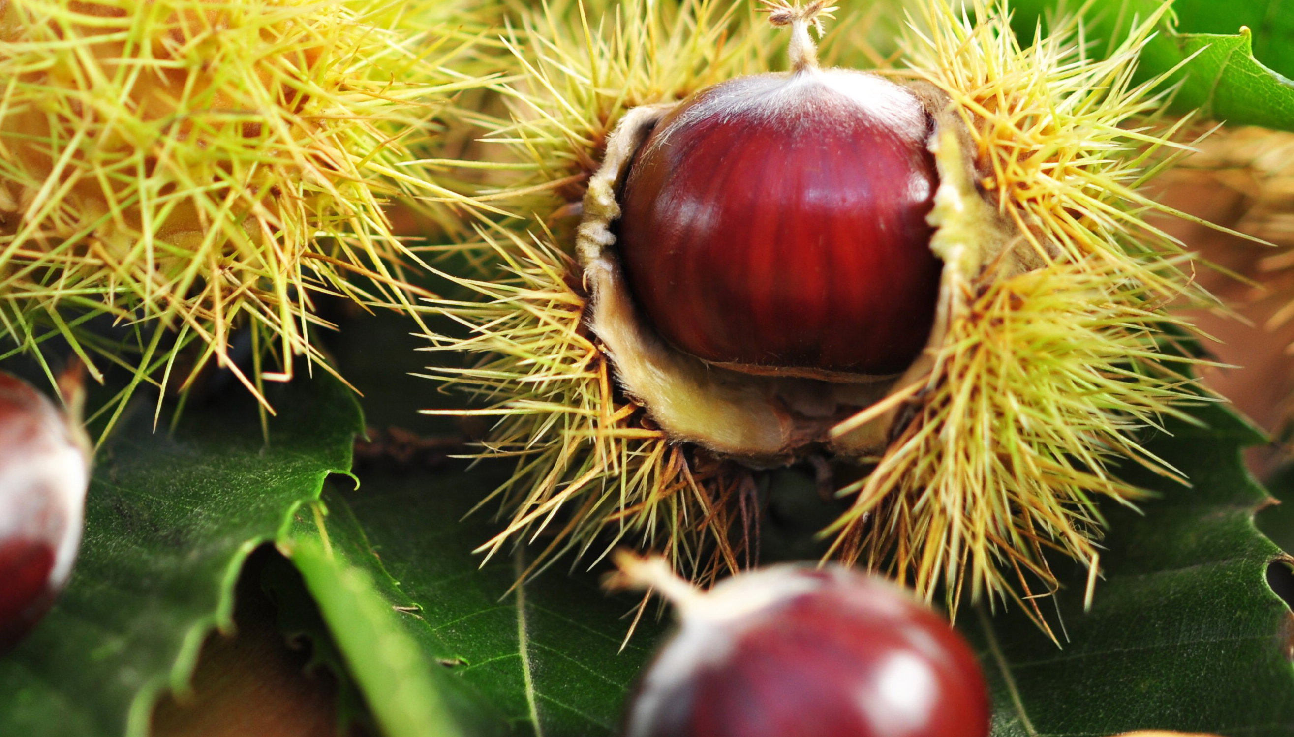 Smaczne owoce kasztana jadalnego można jeść na surowo po usunięciu twardej skórki
